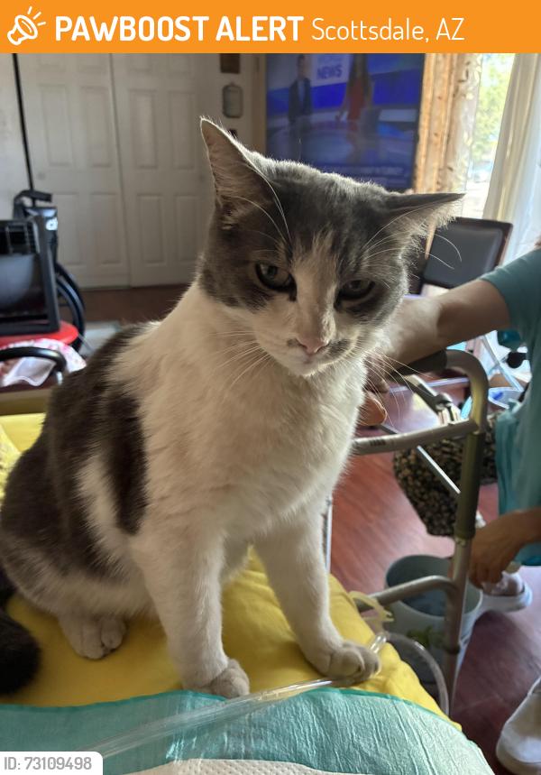 Found/Stray Unknown Cat last seen Scottsdale Rd, Scottsdale, AZ 85257