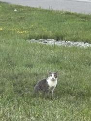 Found/Stray Unknown Cat last seen Near off-ramp to Warrendale/Cranberry, Cranberry Township, PA 16066