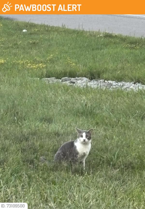 Found/Stray Unknown Cat last seen Near off-ramp to Warrendale/Cranberry, Cranberry Township, PA 16066