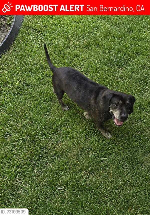 Lost Male Dog last seen Stoddard and 31st, San Bernardino, CA 92405