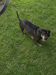 Lost Male Dog last seen Stoddard and 31st, San Bernardino, CA 92405