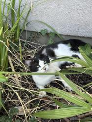 Found/Stray Male Cat last seen Blue Oaks and Fiddyment, Roseville, CA 95747