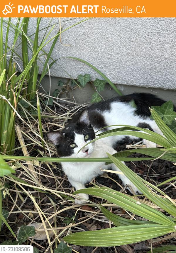 Found/Stray Male Cat last seen Blue Oaks and Fiddyment, Roseville, CA 95747