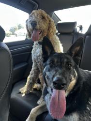 Reunited Female Dog last seen Barnard St, 94806, Richmond, CA 94806
