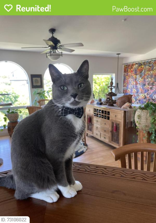 Reunited Male Cat last seen Near Monaco, Dana Point, CA 92629, USA, Dana Point, CA 92629