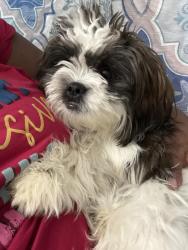 Reunited Male Dog last seen Near near ford rd, Memphis, TN 38109