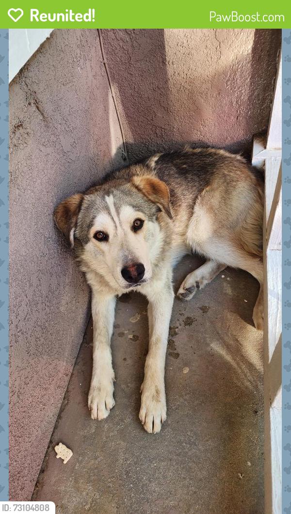 Reunited Male Dog last seen Aster Rd, Adelanto, CA 92301