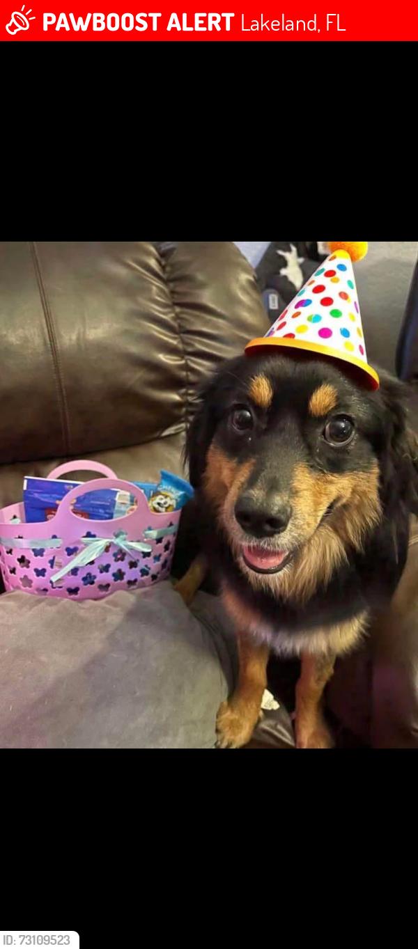 Lost Female Dog last seen Near greenfield road, Lakeland, FL 33810