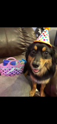 Lost Female Dog last seen Near greenfield road, Lakeland, FL 33810