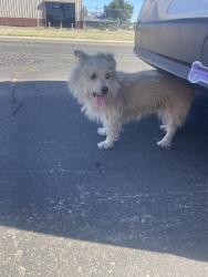 Reunited Male Dog last seen Clowes Ct, Stockton, CA 95210
