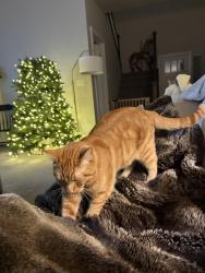 Lost Male Cat last seen Irvine Meadows at ten Mile & Chinden across from Costco, Meridian, ID 83646