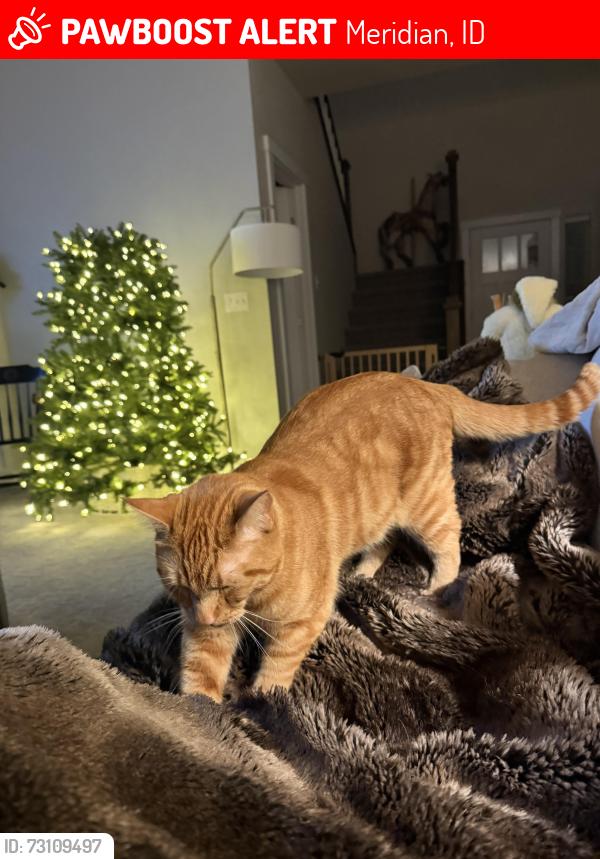 Lost Male Cat last seen Irvine Meadows at ten Mile & Chinden across from Costco, Meridian, ID 83646
