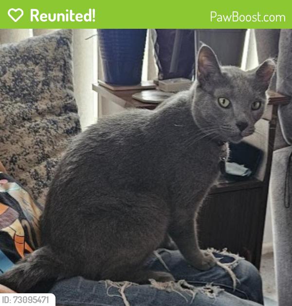 Reunited Male Cat last seen Worchester st & E 31st Ave, Aurora, CO 80011