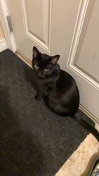 Lost Male Cat last seen Gatewood Crt Hamilton , Hamilton, ON L9B