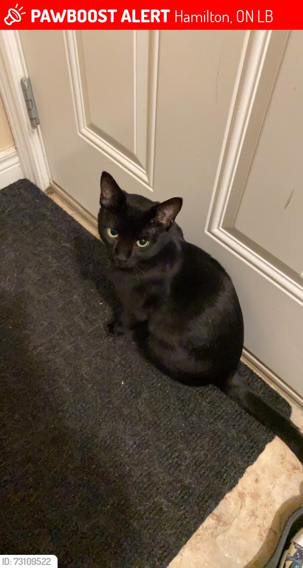 Lost Male Cat last seen Gatewood Crt Hamilton , Hamilton, ON L9B