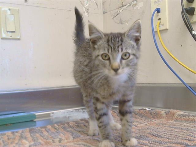 Shelter Stray Female Cat last seen CLAY STATION RD/BORDEN RD, 95638, 3839 Bradshaw Rd, Sacramento, CA 95827, USA