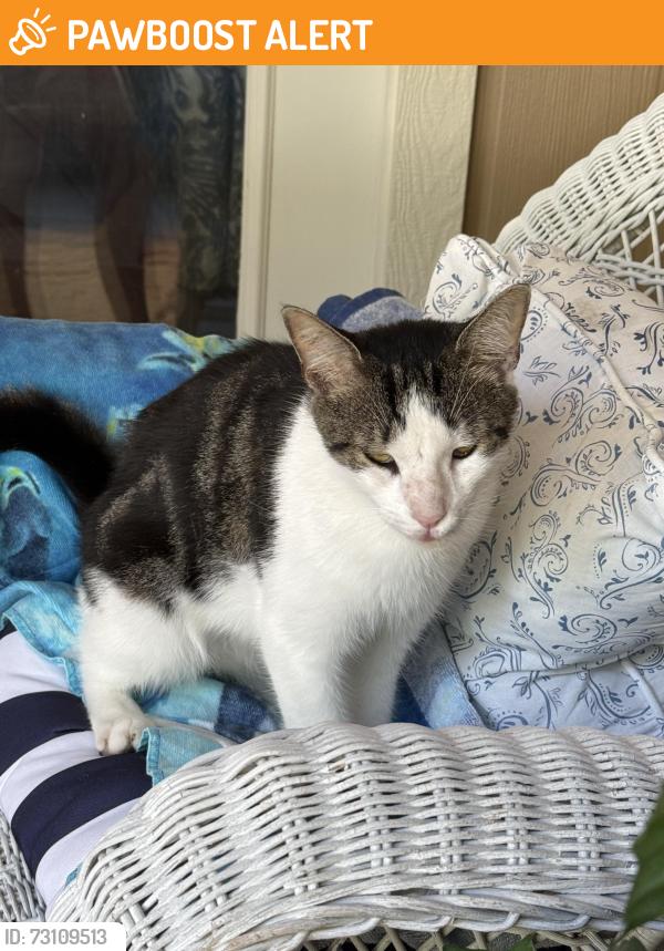 Found/Stray Unknown Cat last seen Oakleaf phase1 by elementary school., Oakleaf Plantation, FL 32065