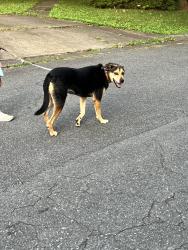 Reunited Female Dog last seen Near Shattalon & Robinhood Rd, Winston-Salem, NC 27106