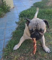 Reunited Male Dog last seen Vernon/ alameda, Los Angeles, CA 90011