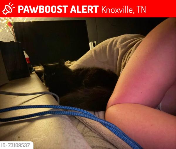 Lost Female Cat last seen Government farm rd, Knoxville, TN 37920