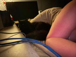 Lost Female Cat last seen Government farm rd, Knoxville, TN 37920