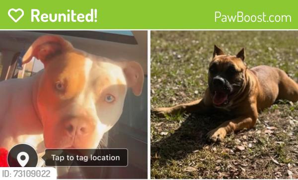 Reunited Unknown Dog last seen s maple and 24th , Sanford, FL 32771