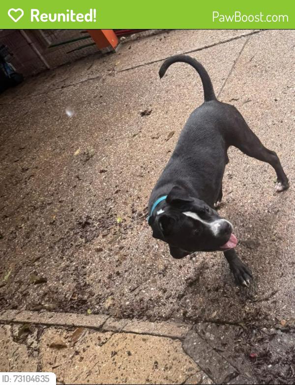 Reunited Male Dog last seen Elbridge and Erdrick st, Philadelphia, PA 19135