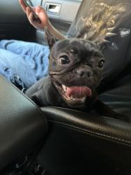Reunited Female Dog last seen Rankin YMCA, Edmond, OK 73034