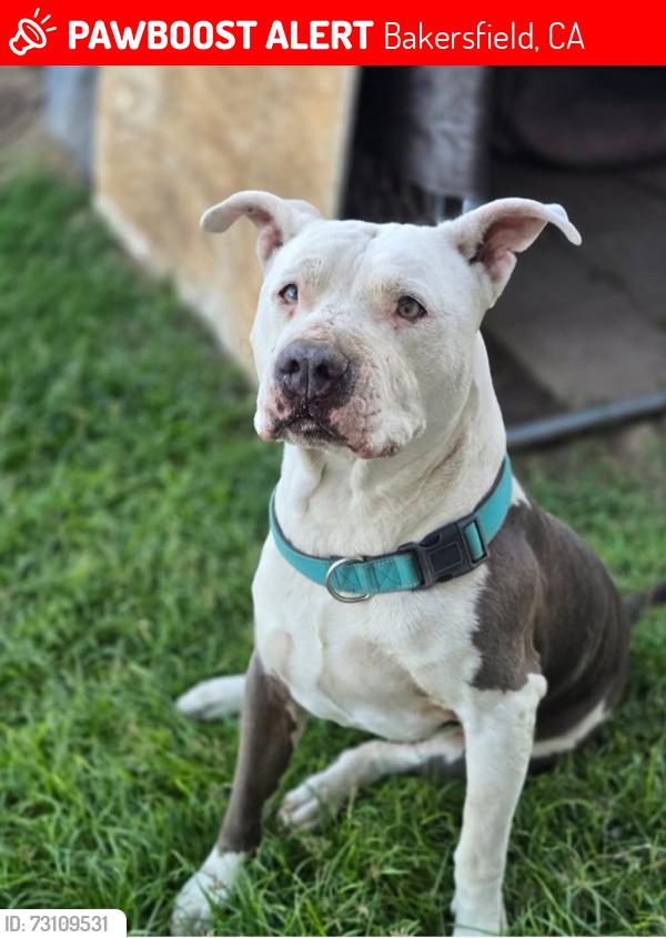Lost Male Dog last seen South H Street, Bakersfield, CA 93304