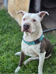 Lost Male Dog last seen South H Street, Bakersfield, CA 93304