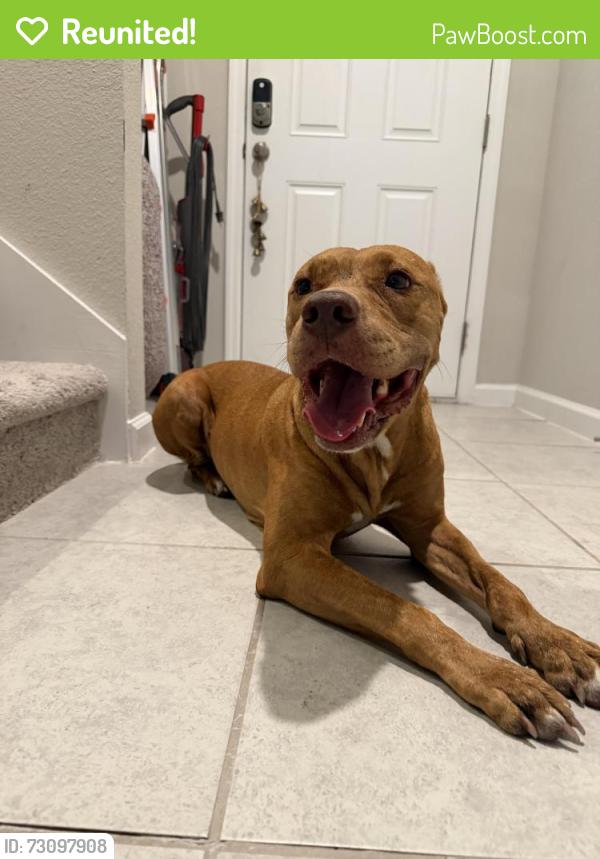 Reunited Male Dog last seen Collingswood drive , Deltona, FL 32738