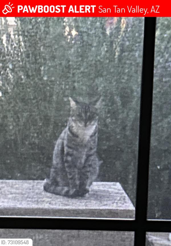 Lost Male Cat last seen South pecan creek, San Tan Valley, AZ 85140
