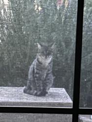 Lost Male Cat last seen South pecan creek, San Tan Valley, AZ 85140
