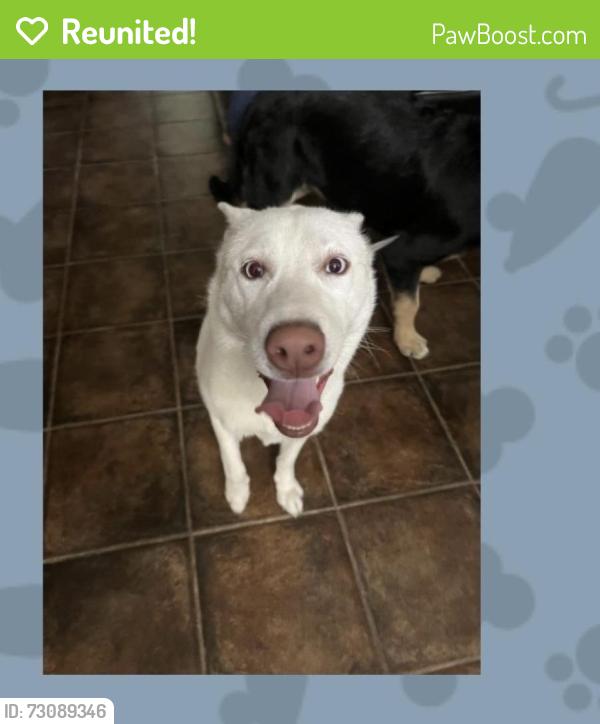 Reunited Female Dog last seen Shirley ave and Stagg st, Los Angeles, CA 91335