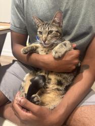 Reunited Male Cat last seen Hidden oaks trails and lindhurst ave, Little Elm, TX 75068