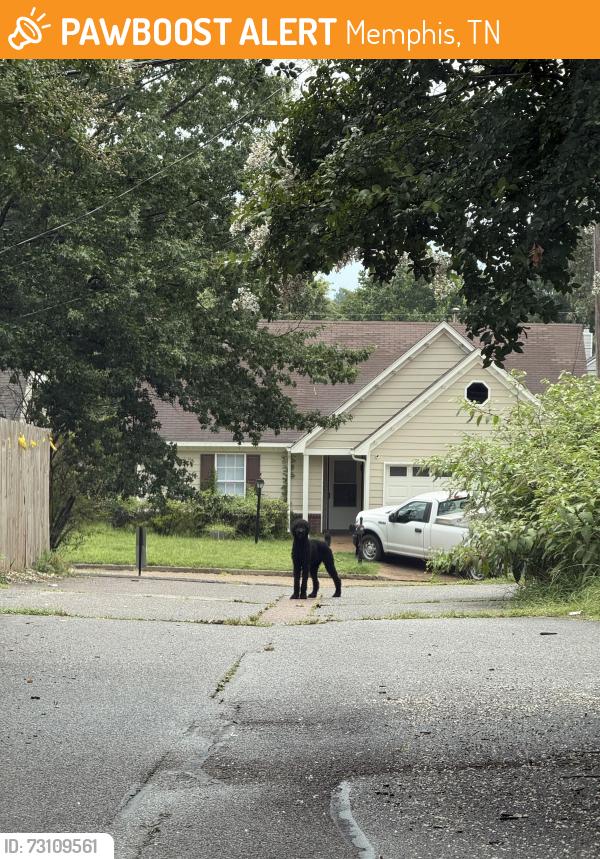 Found/Stray Unknown Dog last seen Old Dexter Rd at Camille Rd, Memphis, TN 38016