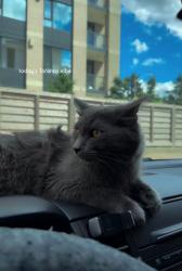 Reunited Male Cat last seen Etude dr Lancaster ave, Mississauga, ON L4T 2L3