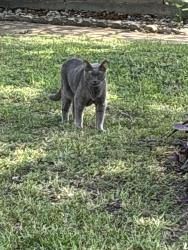 Found/Stray Male Cat last seen West Orem and Hillcroft by the Wendy’s, Houston, TX 77085