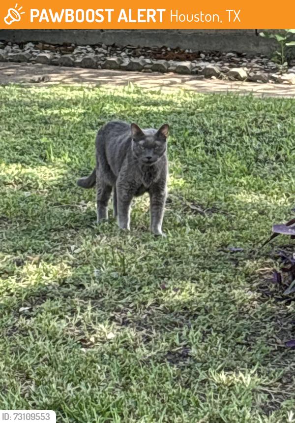 Found/Stray Male Cat last seen West Orem and Hillcroft by the Wendy’s, Houston, TX 77085