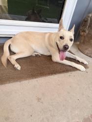 Found/Stray Female Dog last seen Crowe drive and Heather Road, Smyrna, GA 30082