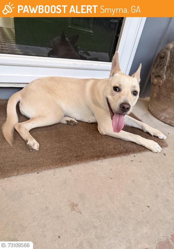 Found/Stray Female Dog last seen Crowe drive and Heather Road, Smyrna, GA 30082