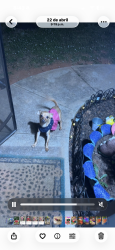 Lost Female Dog last seen Holly Berry dr Ellenwood, Ellenwood, GA 30294