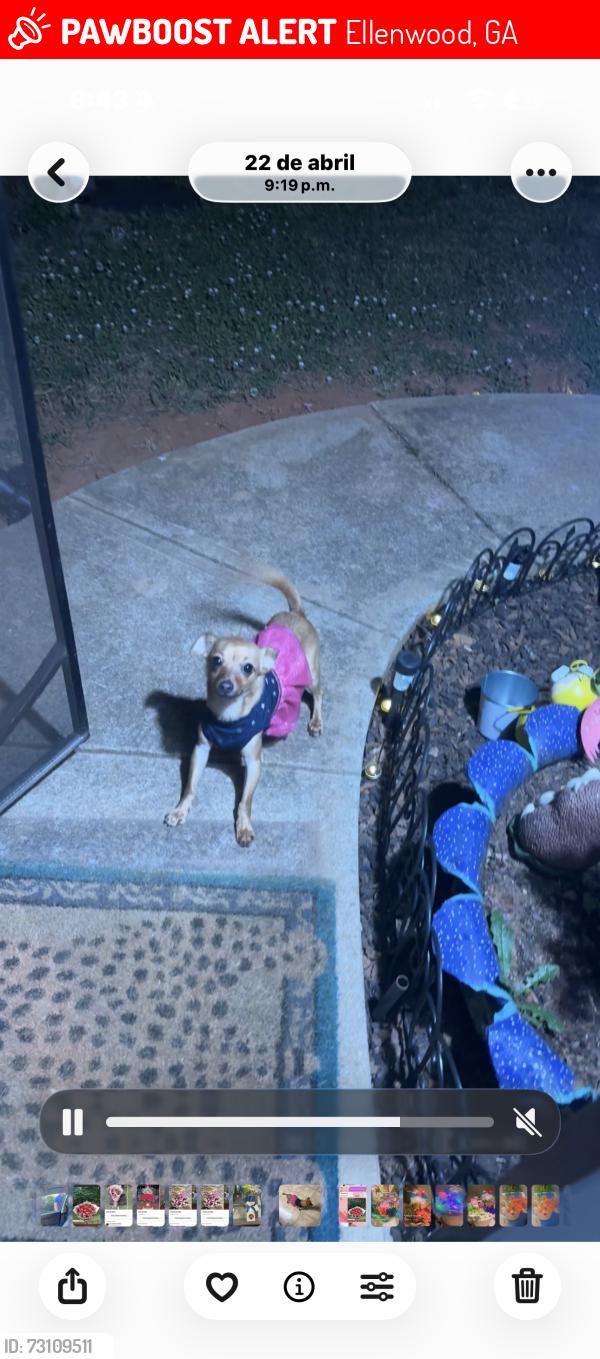 Lost Female Dog last seen Holly Berry dr Ellenwood, Ellenwood, GA 30294