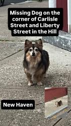Reunited Unknown Dog last seen Stop Sign on Carlisle Street and Liberty Street, New Haven, CT 06519