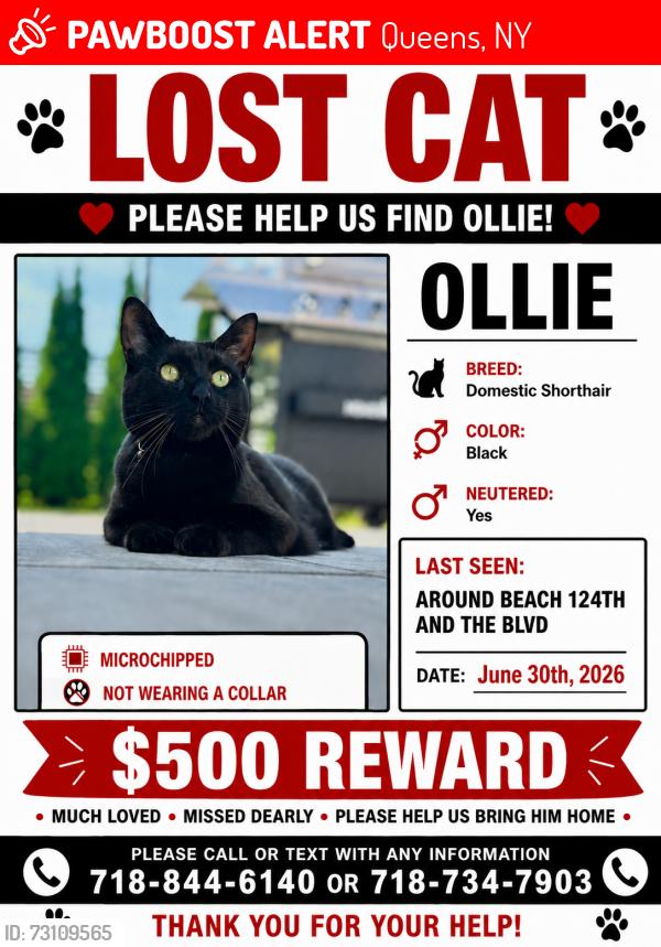Lost Male Cat last seen 124th street and the beach , Queens, NY 11694