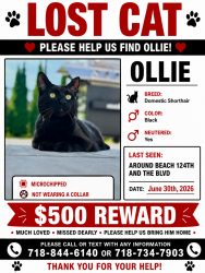 Lost Male Cat last seen 124th street and the beach , Queens, NY 11694