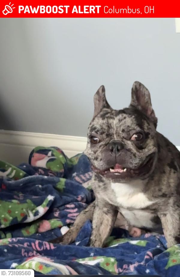 Lost Male Dog last seen Fox Chapel, Columbus, OH 43232