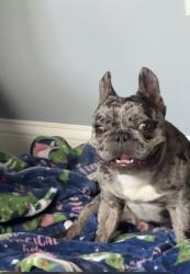 Lost Male Dog last seen Fox Chapel, Columbus, OH 43232