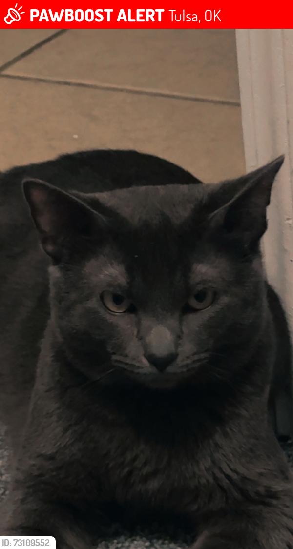 Lost Male Cat last seen S Quaker avenue tulsa oklahoma, Tulsa, OK 74105