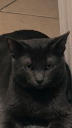 Lost Male Cat last seen S Quaker avenue tulsa oklahoma, Tulsa, OK 74105